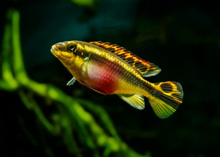 Streifenprachtbarsch Idenau - Pelvicachromis kribensis