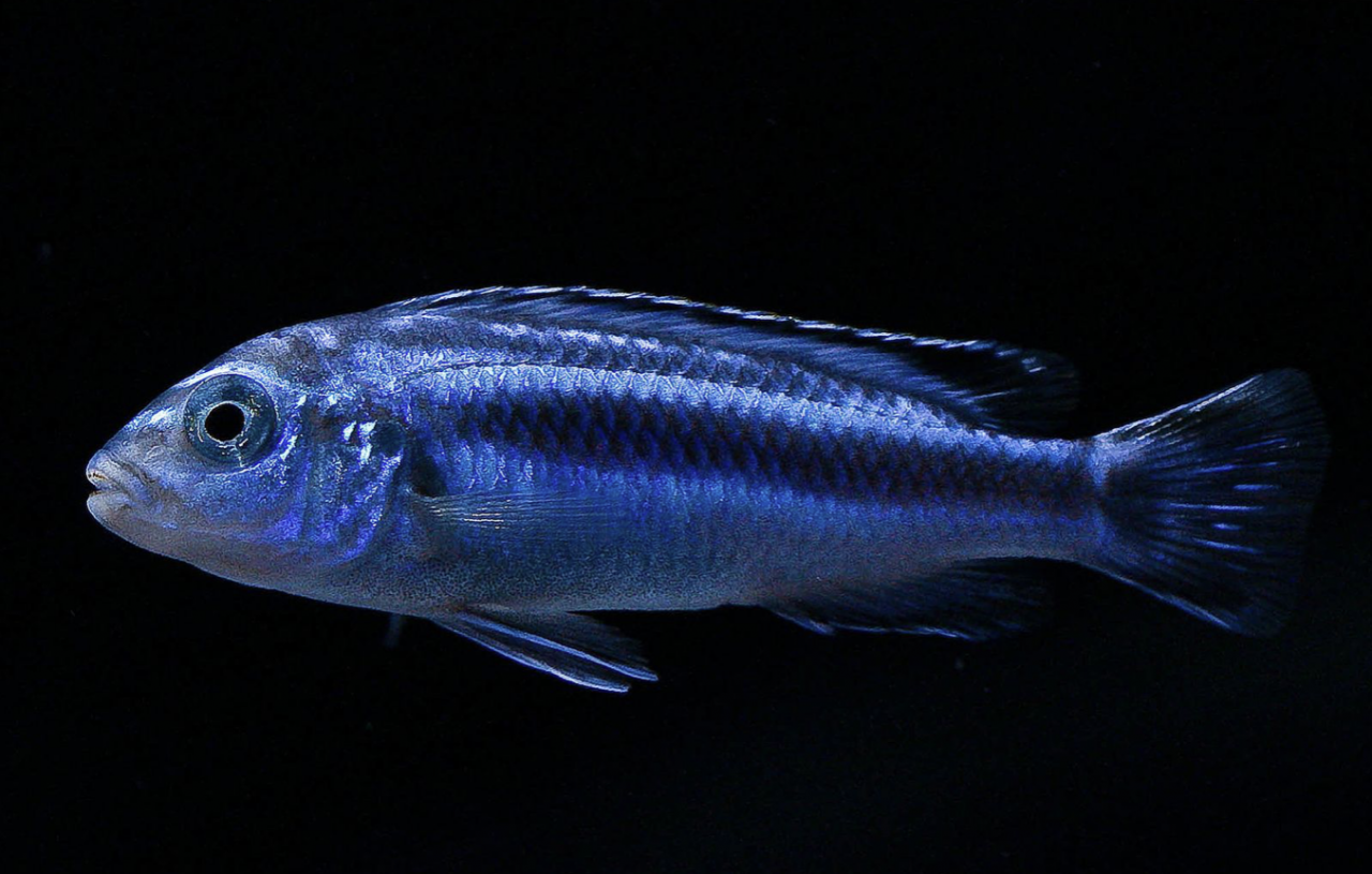 Stahlblauer Maulbrüter - Pseuotropheus (Melanochromis) cyaneorhabdos