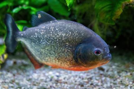 Piranha - Pygocentrus nattereri