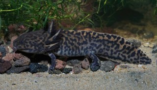 Andesons Querzahnmolch - Ambystoma andersoni