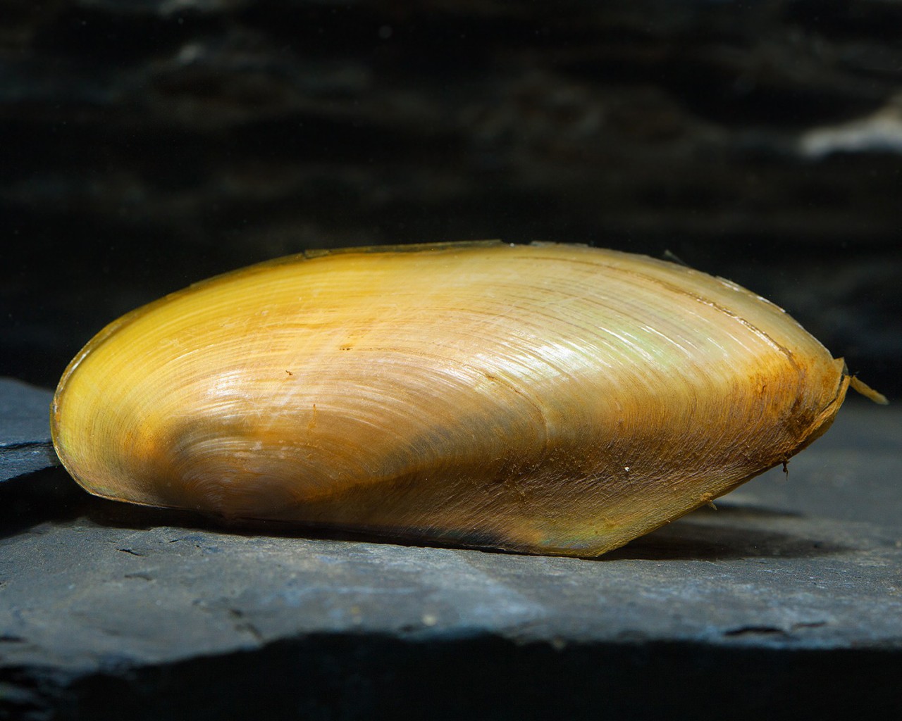 Tropische Muschel "Wood" - Anodonta spec.