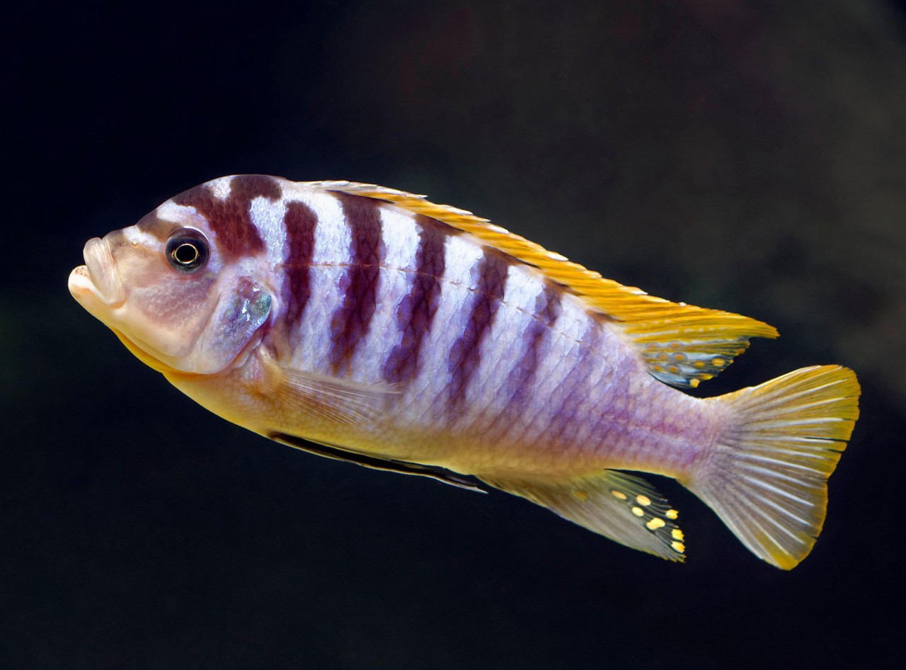 Blauer Labidochromis - Labidochromis sp. "Hongi"