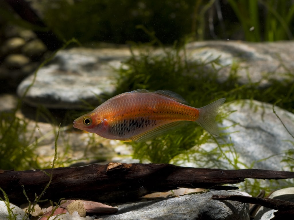Ramu-Regenbogenfisch-Glossolepis-ramuensis