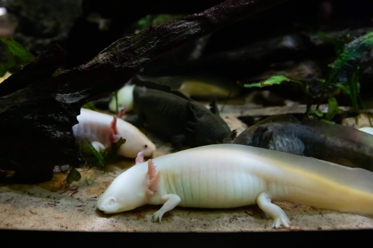 Axolotl "Platin" weiß mit roten Augen - Ambystoma mexicanum