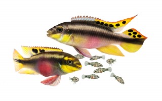 Pupurprachtbarsch - Pelvicachromis pulcher