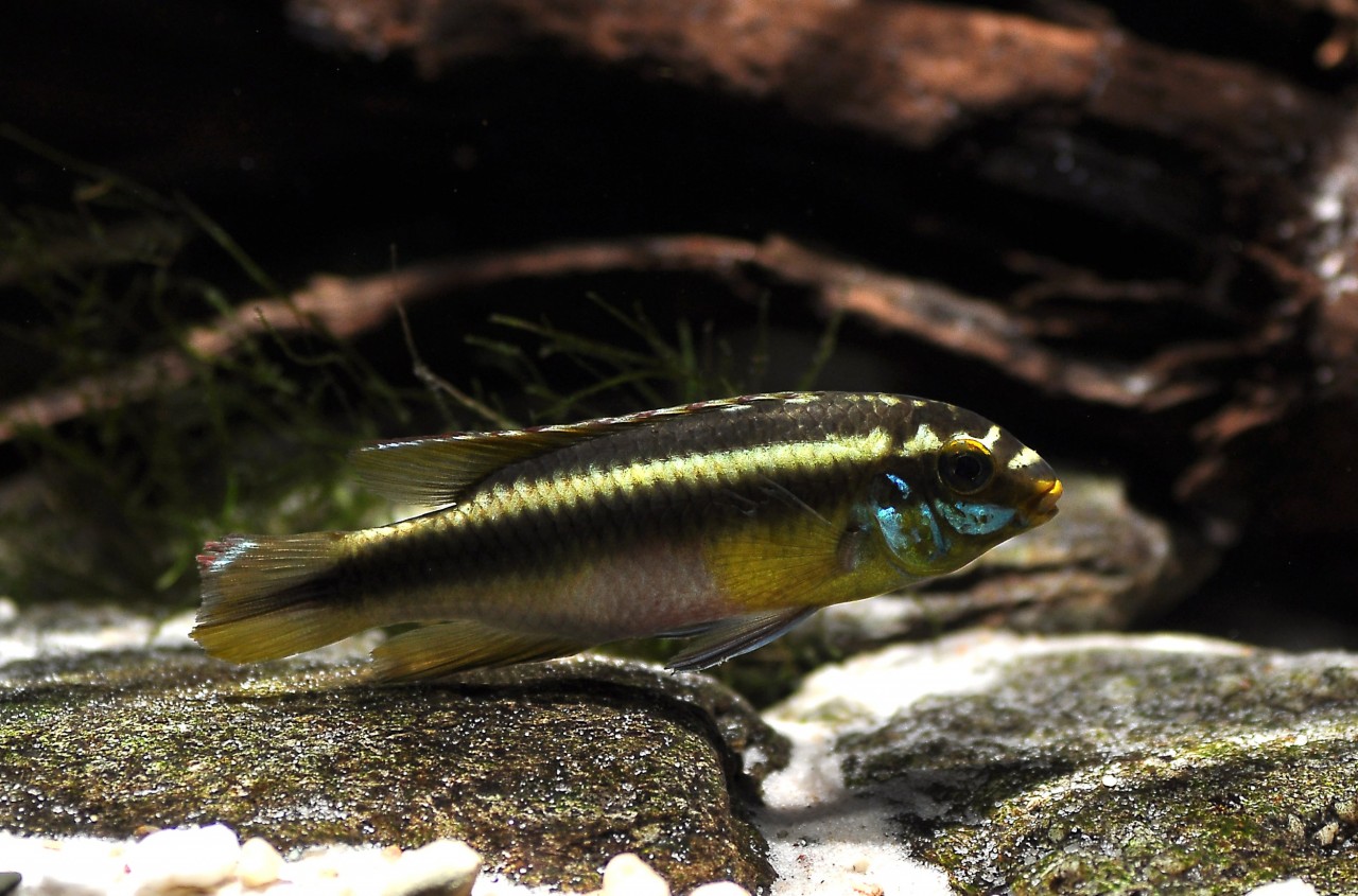 Roter Königsbuntbarsch - Pelvicachromis sacrimontis