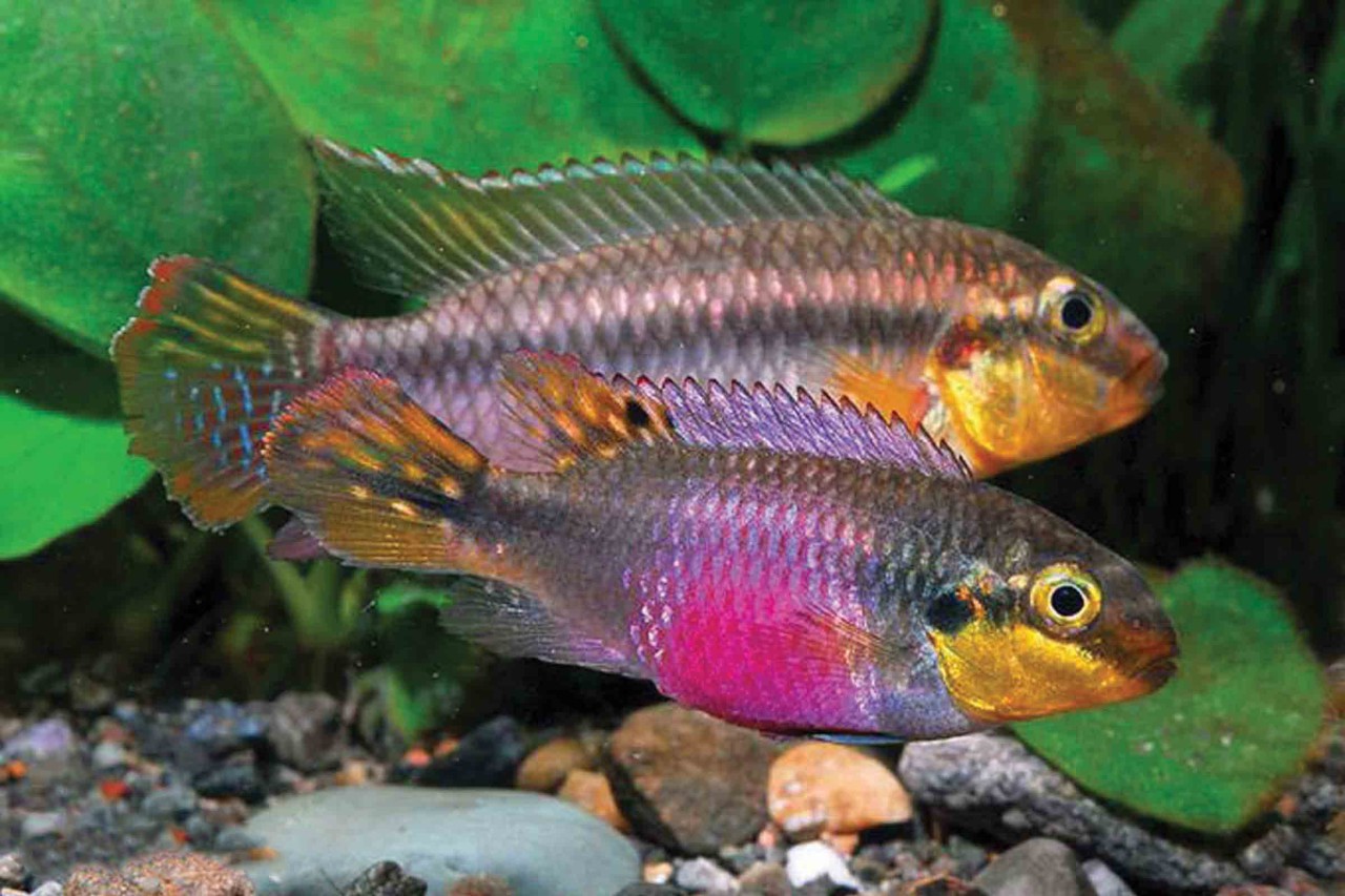 Augenfleck Prachtbuntbarsch Farbform - Pelvicachromis subocellatus