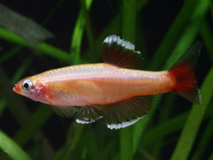 Kardinalfisch 