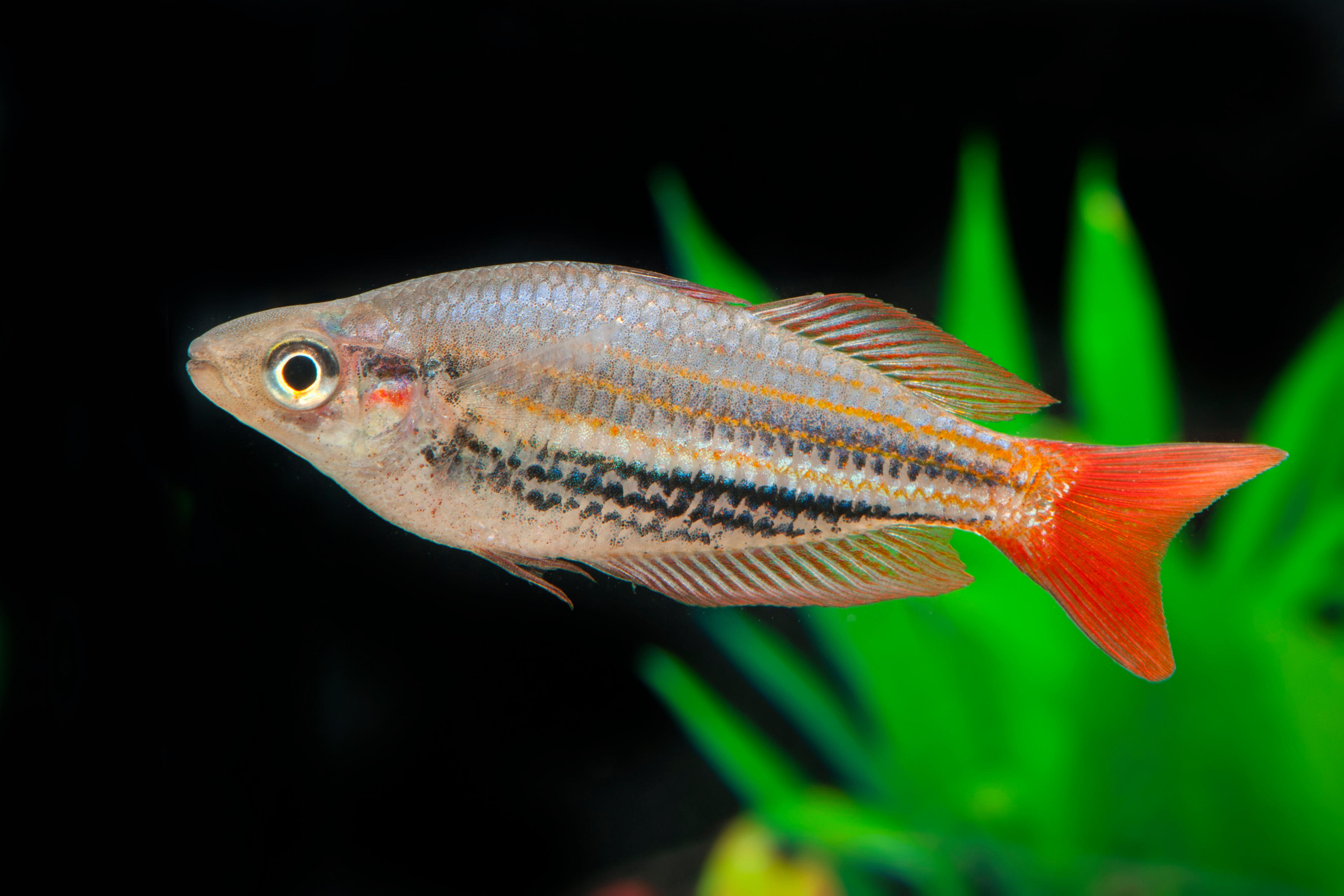 Rot-gestreifter-Regenbogenfisch-Melanotaenia-rubrivittata