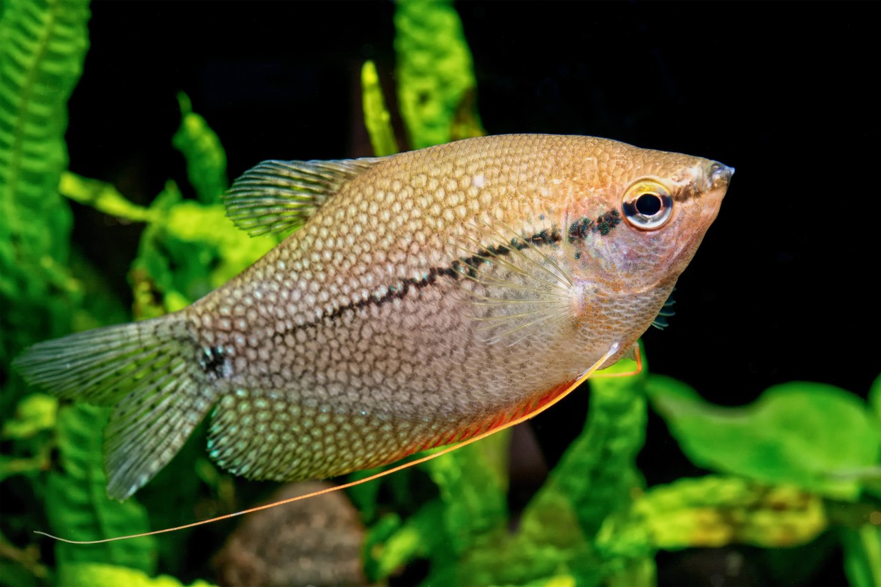 Mosaikfadenfisch "Gold" - Trichopodus (Trichogaster) leeri