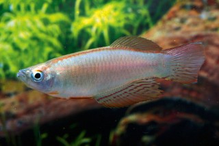 Leuchtaugenfisch - Procatopus nototaenia