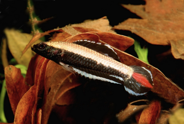 Rubin-Prachtgurami - Parosphromenus ornaticauda
