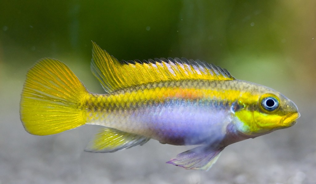 Smaragdprachtbarsch Farbform "Dehane" - Pelvicachromis taeniatus