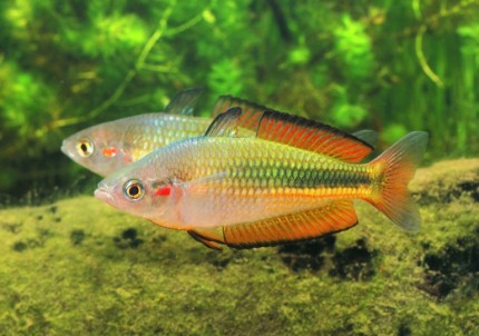 Karmin-Regenbogenfisch 