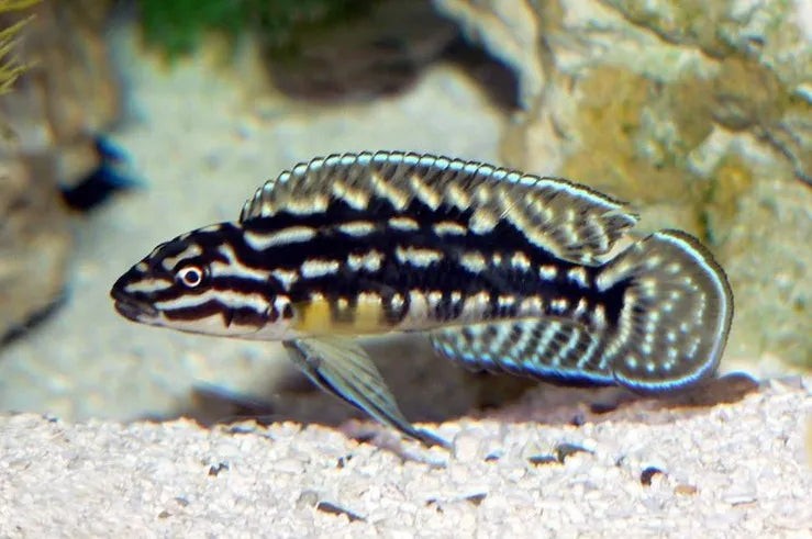 Schachbrett-Schlankcichlide "burundi" - Julidochromis marlieri