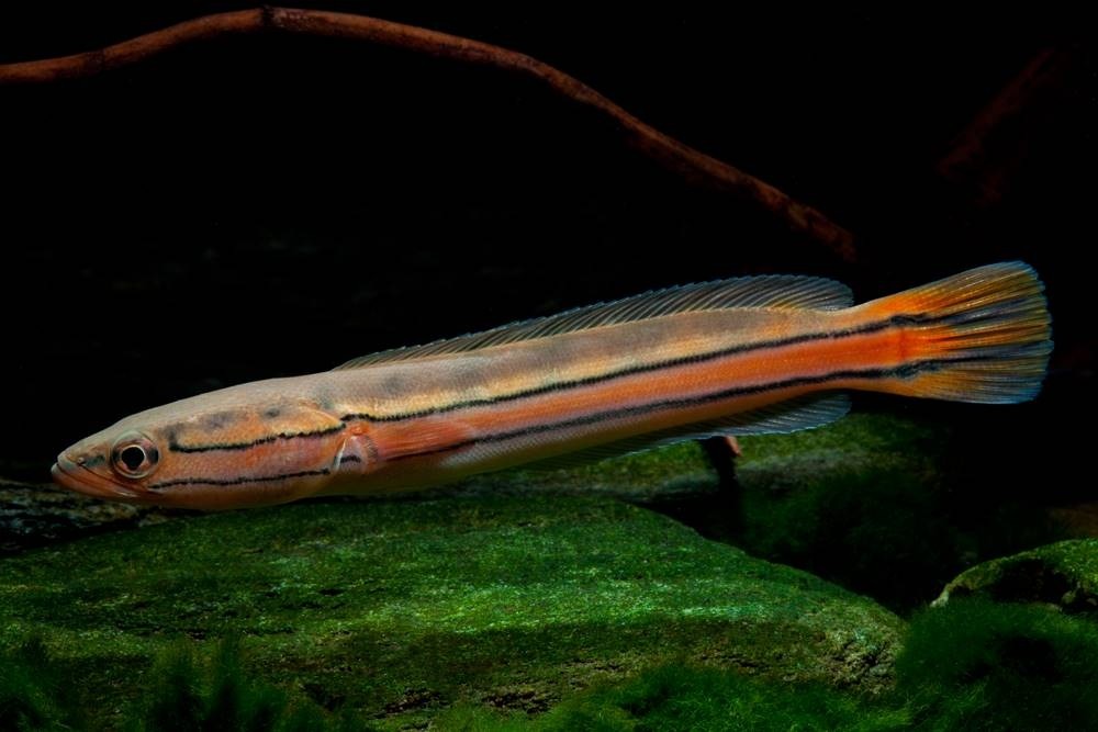 "Malabar" Schlangenkopffisch - Channa diplogramma