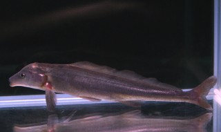 Süßwasser Delfin - Mormyrus longirostris
