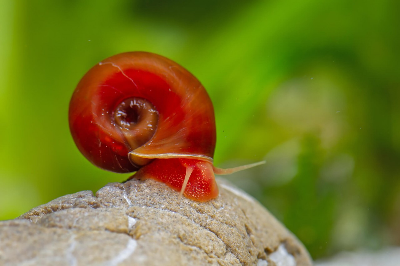 Posthornschnecke "Rot-Orange" - Helisoma cf.anceps (Planorbella duryi)