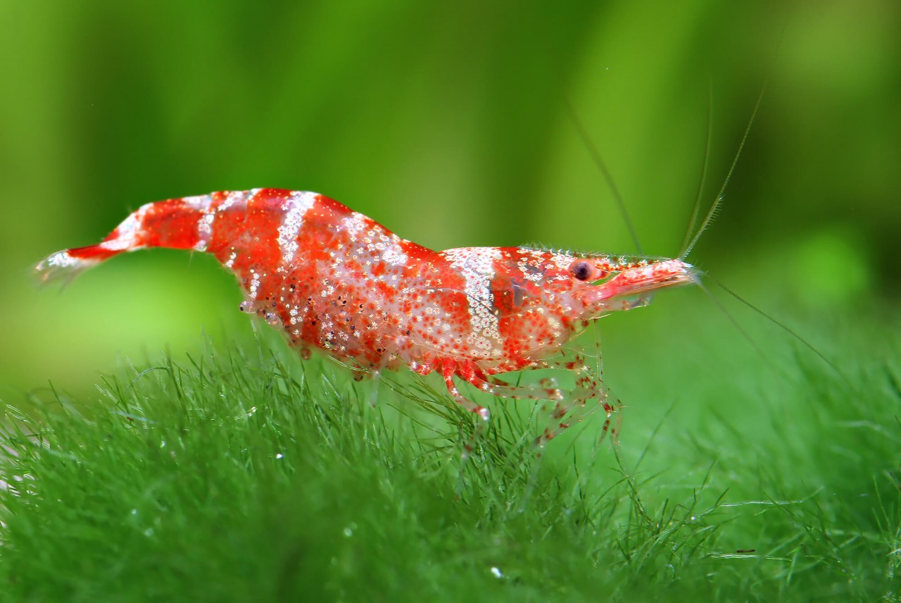 Zwerggarnele "Ninja Shrimp" - Caridina serratirostris