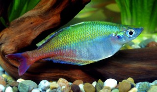 Blehers Regenbogenfisch - Chilatherina bleheri