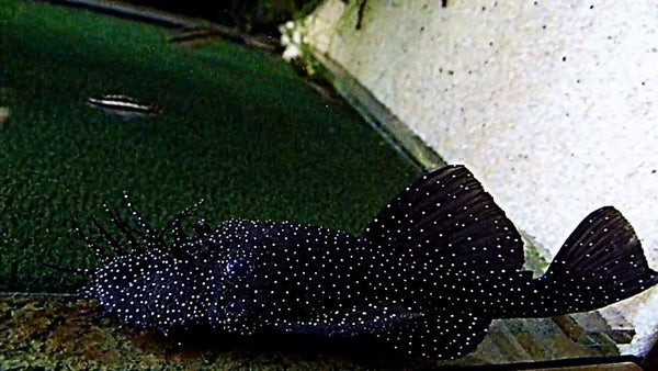 "spotted" - Ancistrus spec.