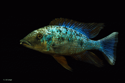 Fünffleck-Maulbrüter - Fossochromis (Haplochromis) rostratus