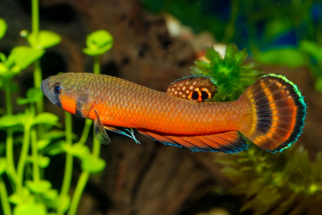 Großmaul-Kampffisch "Brunei Beauty" - Betta macrostoma