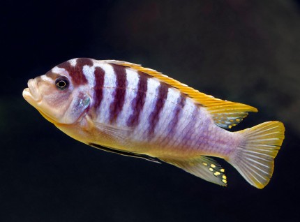Blauer Labidochromis - Labidochromis sp. 