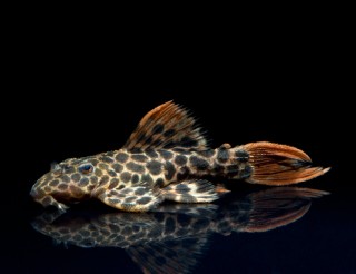 Demini Leopardkaktuswels - L114 - Pseudacathicus cf. leopardus
